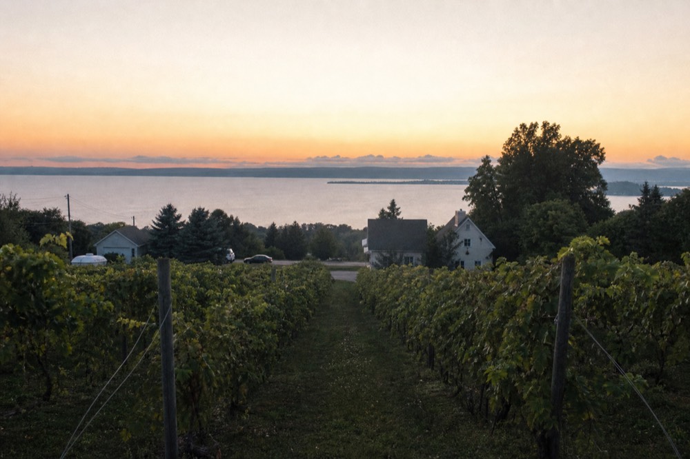 Vineyard rows on a Traverse City peninsula near the water
