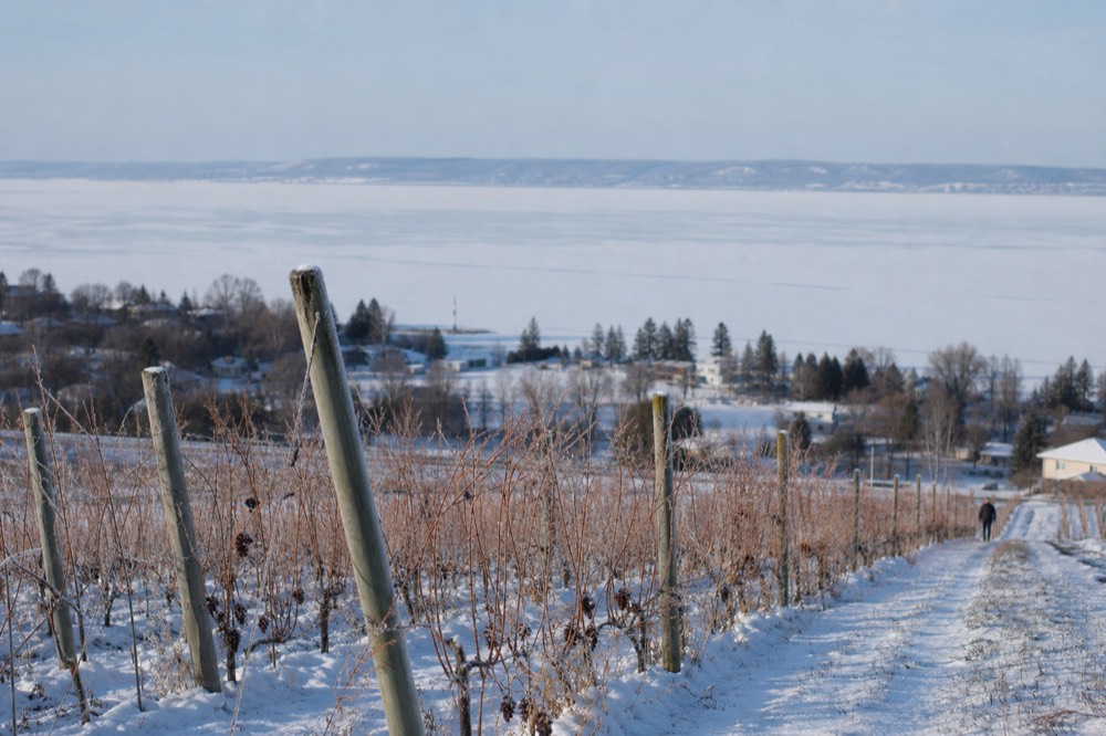 Snow-dusted vine rows in winter above a frozen bay in northern Michigan