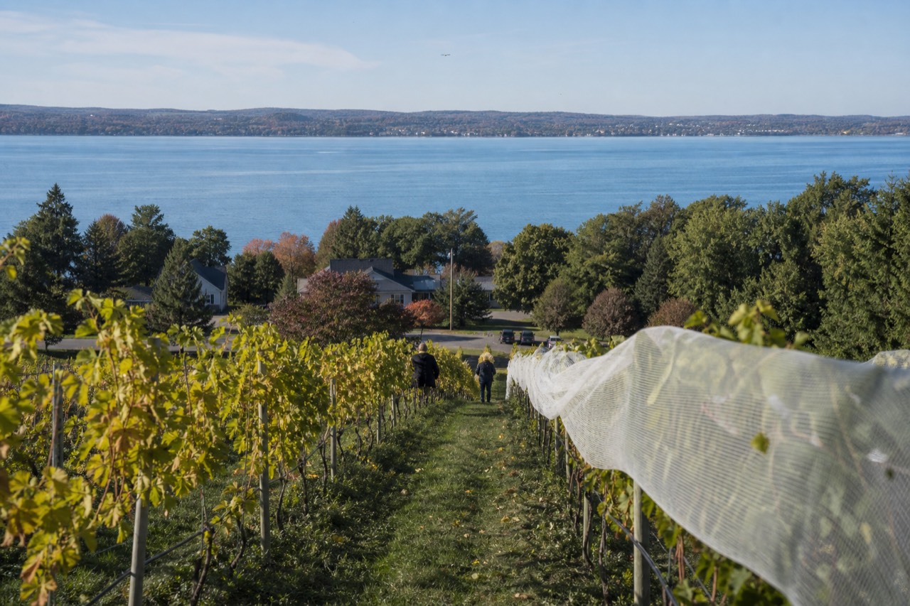 Rows of Riesling vines on a northern Michigan hillside above a bay