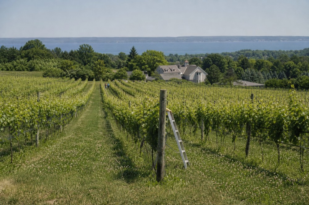 Rows of grapevines with a blue sky and a lake in the distance