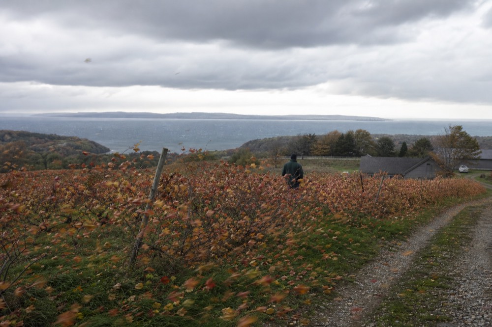 Fall vineyard rows on a windy ridge above a bay, autumn colours
