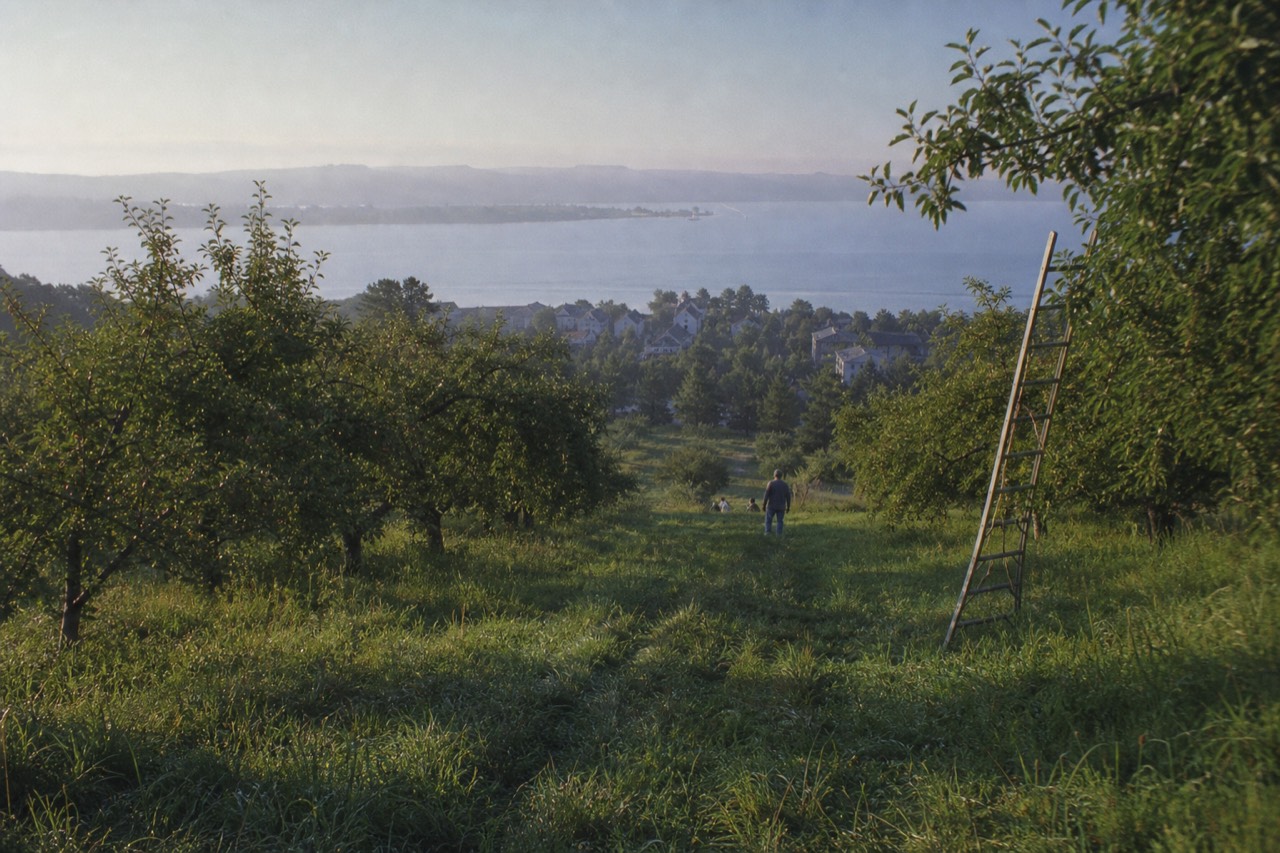 Cherry orchard rows on a peninsula hillside above a northern Michigan bay