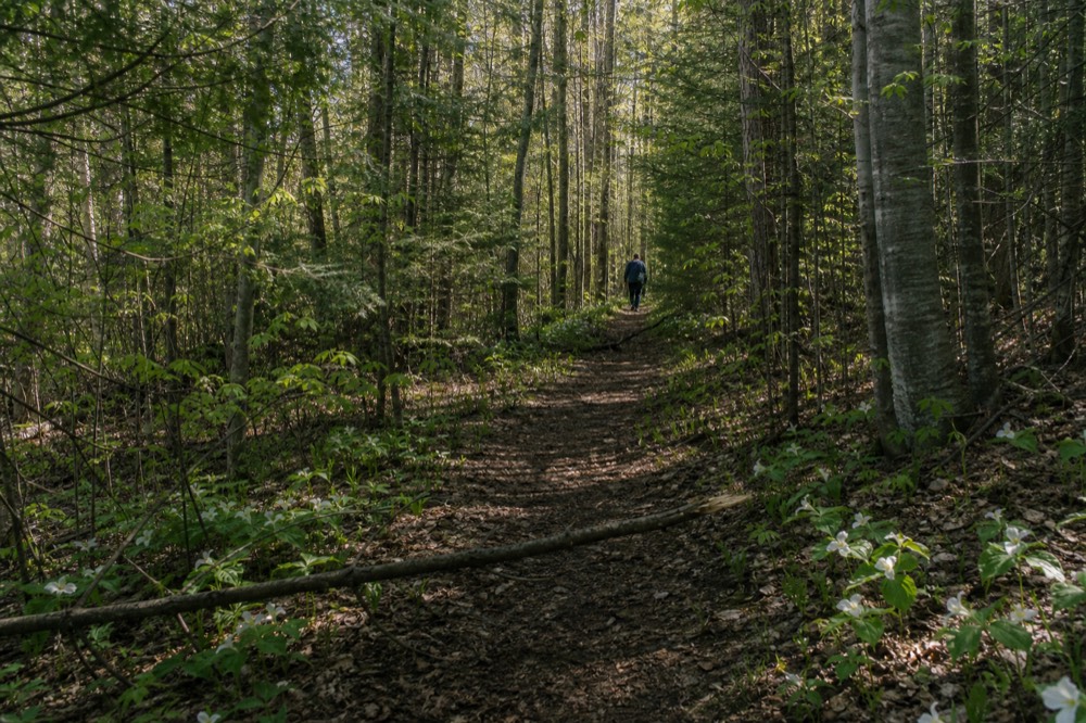 Woodland trail through northern Michigan forest with soft light