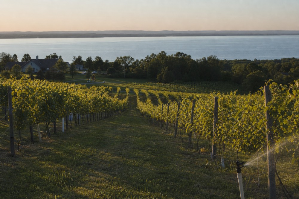 Rows of grapevines on a hillside slope with water in the distance