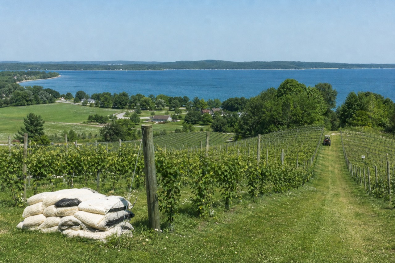Vineyard rows running down a peninsula toward open water