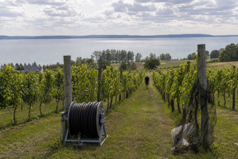 Rows of grapevines on a hillside winery estate on Old Mission Peninsula