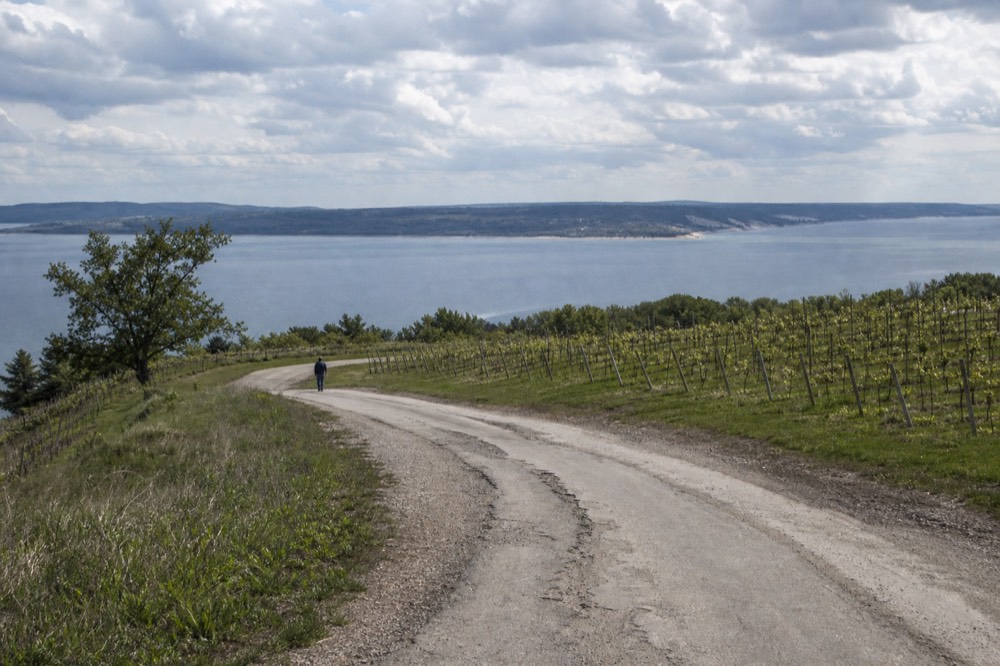 Country road winding between vineyards on a Traverse City peninsula