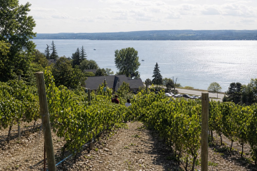 A vineyard row above a northern bay with afternoon light on the water