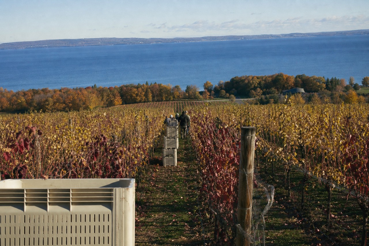 Vineyard rows in autumn colour above Grand Traverse Bay