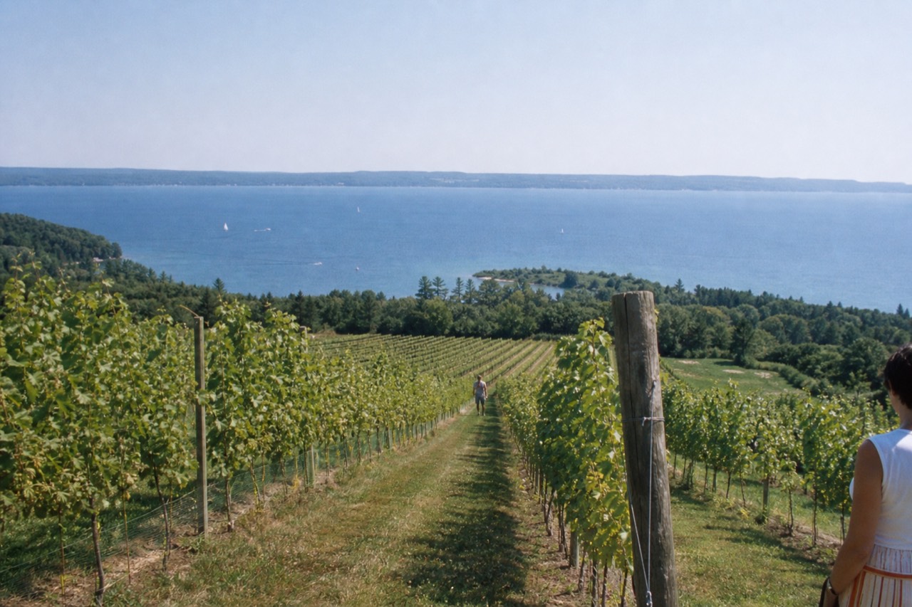 Vineyard rows running down to a blue bay in northern Michigan