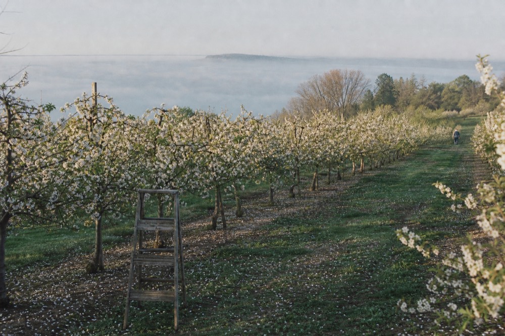 Cherry orchard rows in bloom above Grand Traverse Bay