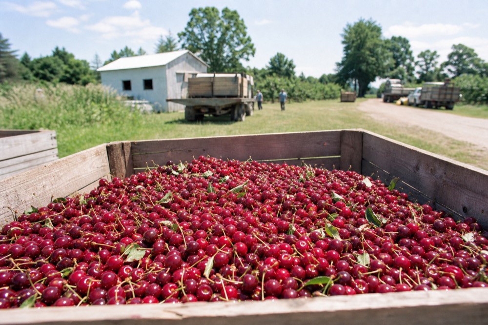 Tart cherries piled in a harvest bin at an orchard