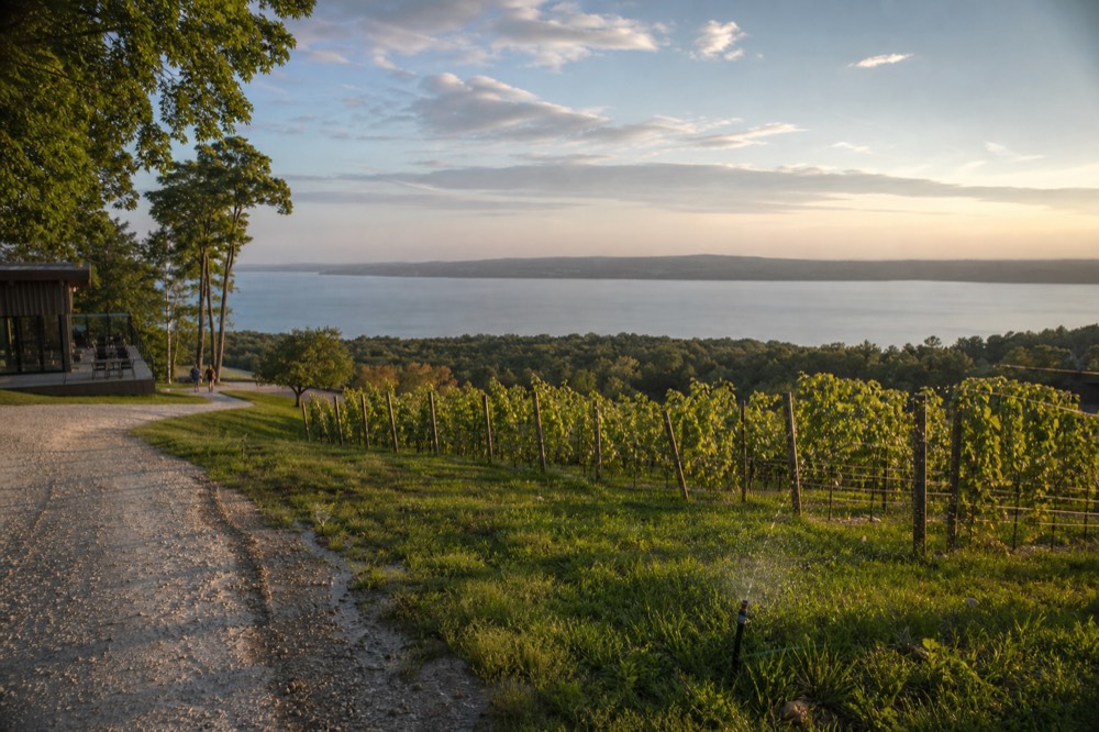 A vineyard slope descending toward a calm bay at golden hour