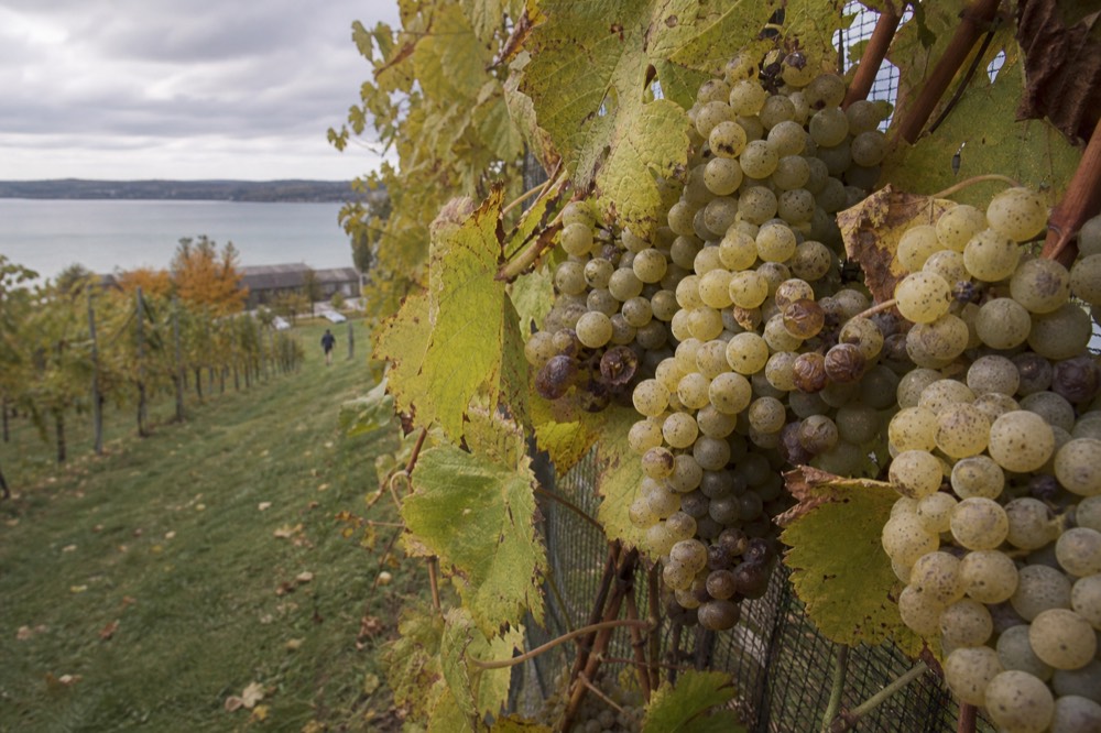 Close-up of clusters of white wine grapes on the vine