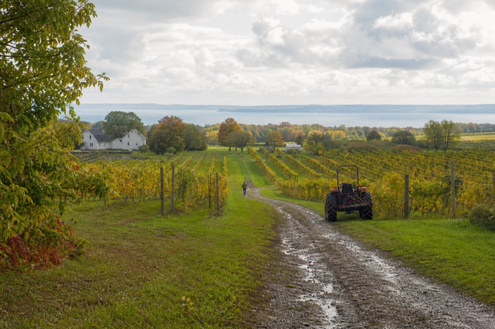 Rows of grapevines running down a hillside toward open water