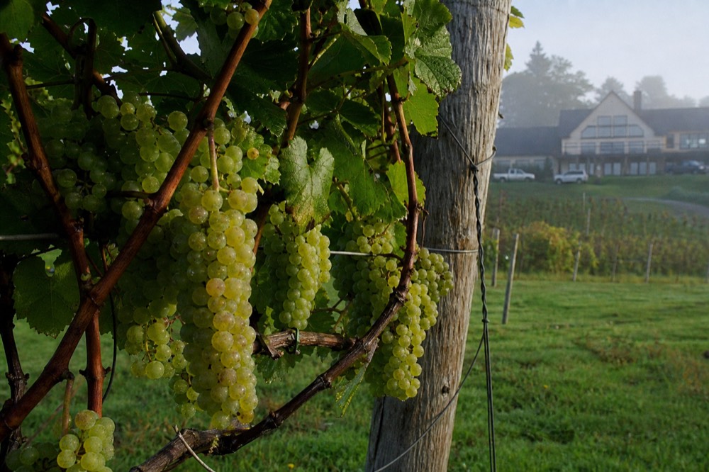 Close-up of riesling grape clusters on the vine before harvest
