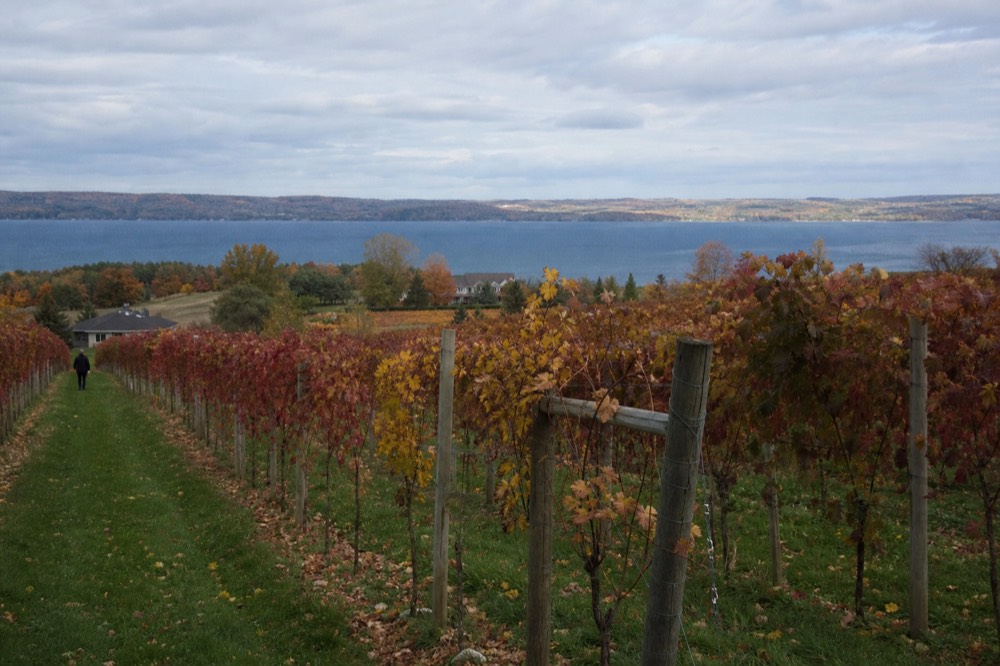 Hands holding a cluster of ripe Riesling grapes in a vineyard, no text, no logos, no people