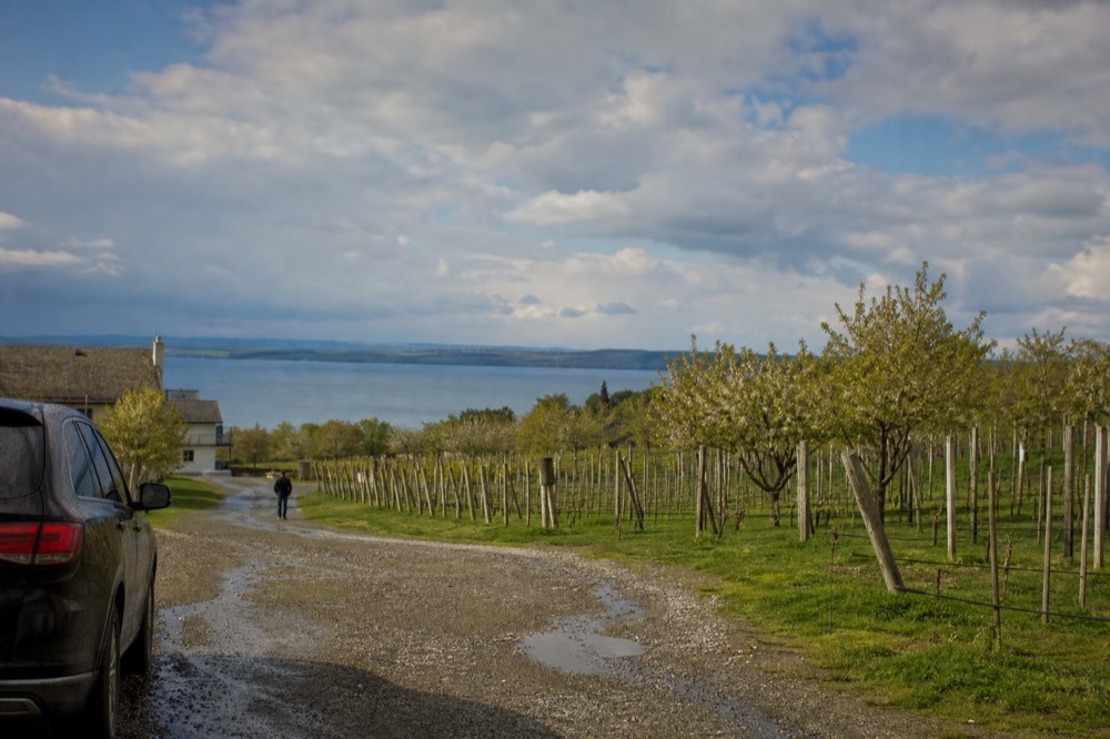 Rows of grapevines on a slope above a blue bay