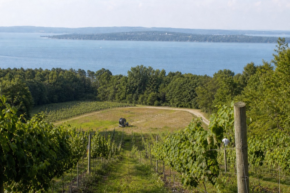 Rows of vines on a hillside above a long blue lake