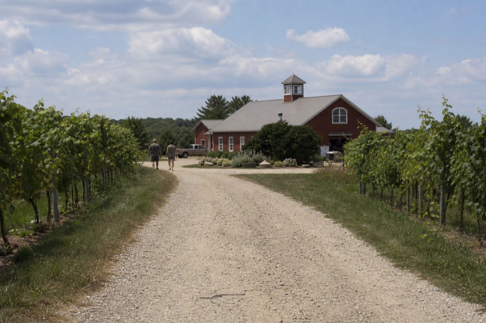 A gravel lane leading to a winery building between vineyards