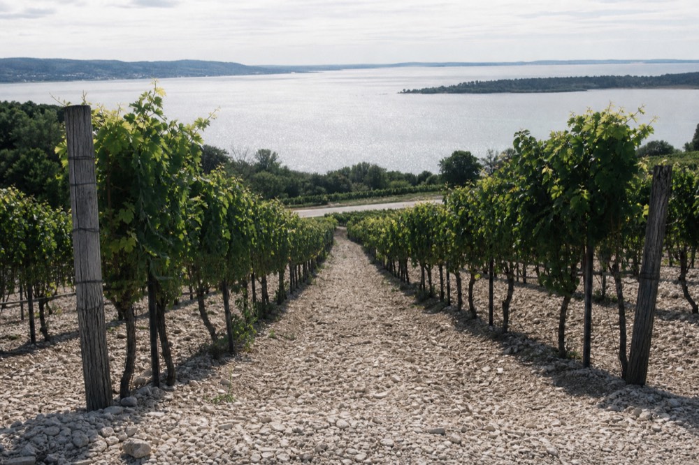 Vineyard rows on a hillside above Grand Traverse Bay on Old Mission Peninsula