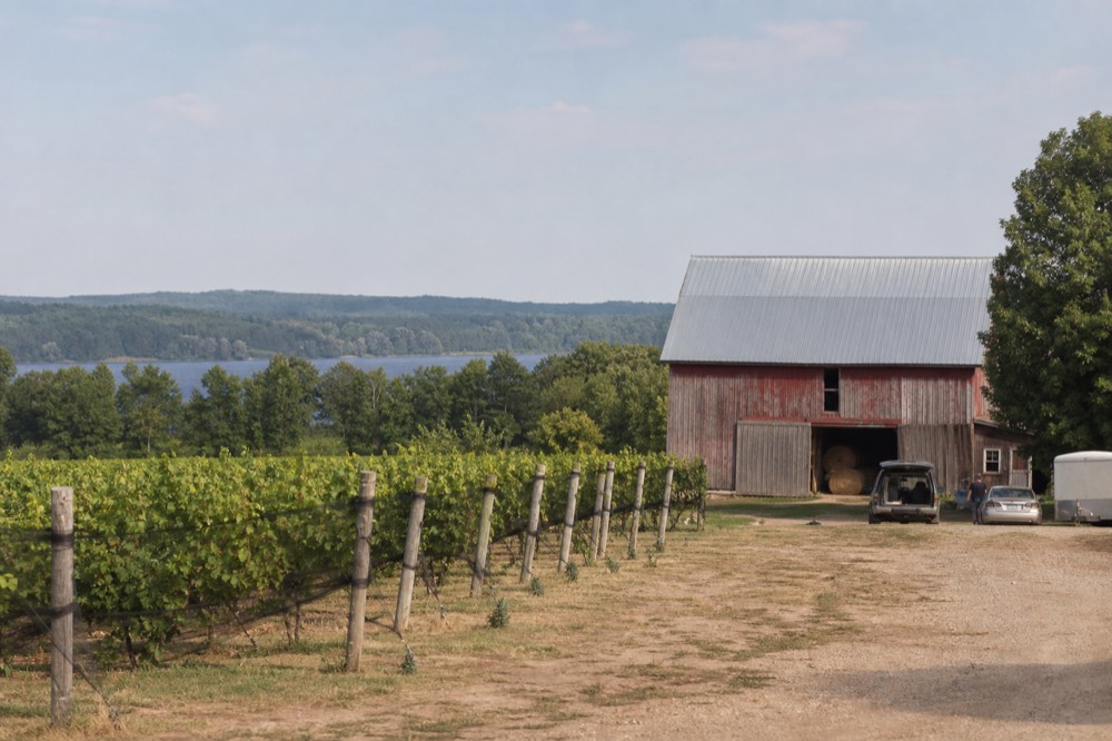 Rows of grapevines on Old Mission Peninsula with a township barn in the distance