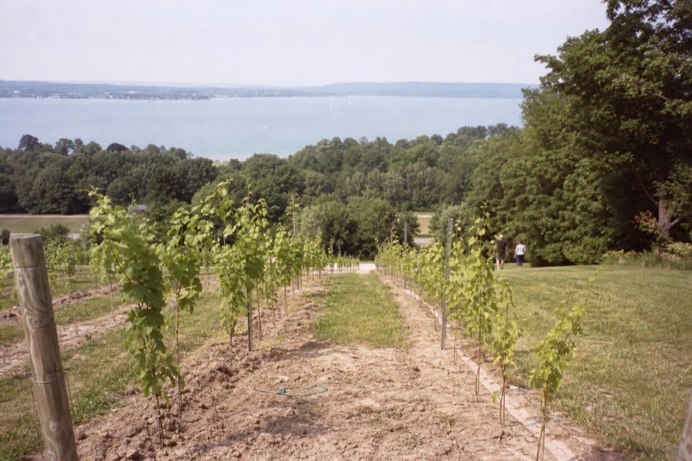 Rows of young vines on a sloped hillside above a wide blue bay