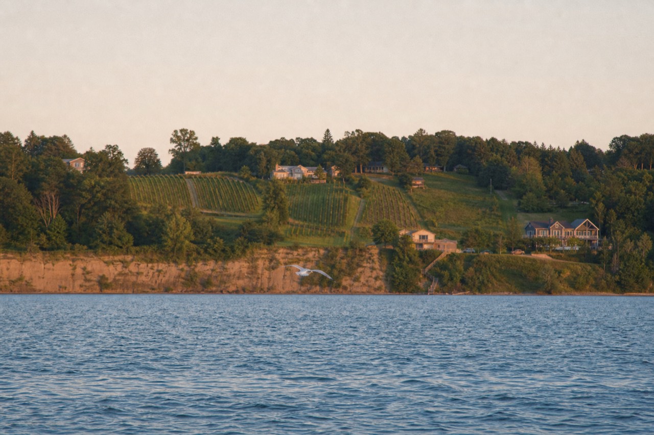 Vineyard rows running down a peninsula ridge toward open water