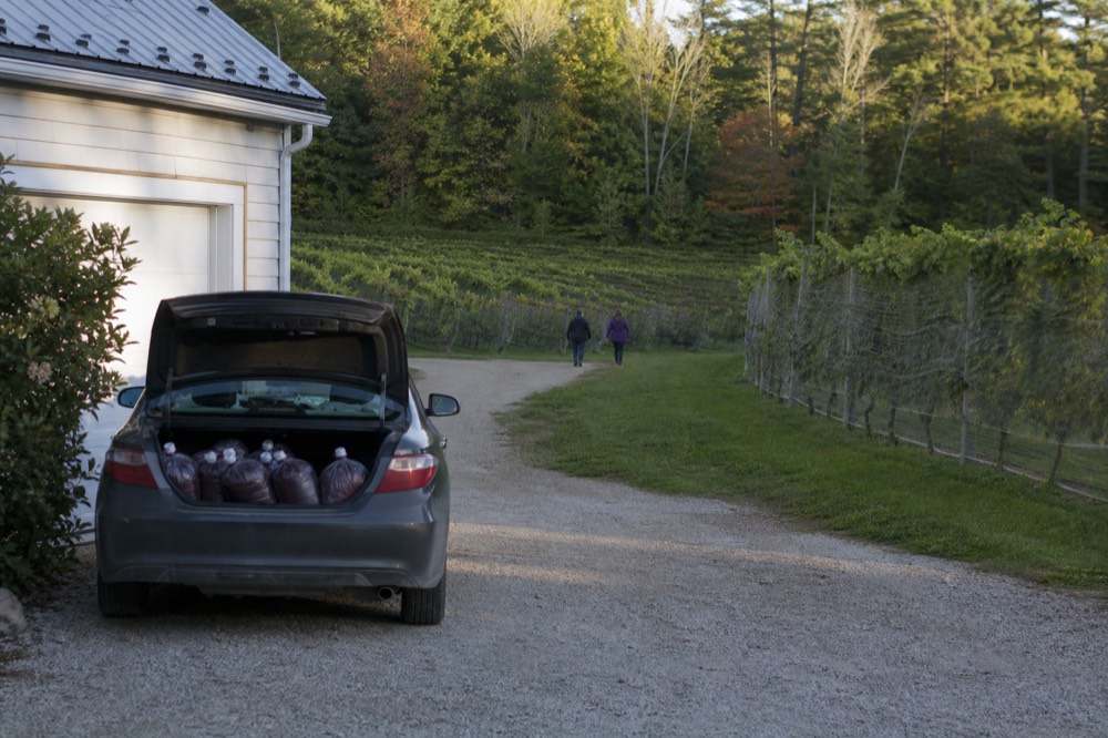 A parked car with an open trunk holding sealed wine bags beside a vineyard driveway