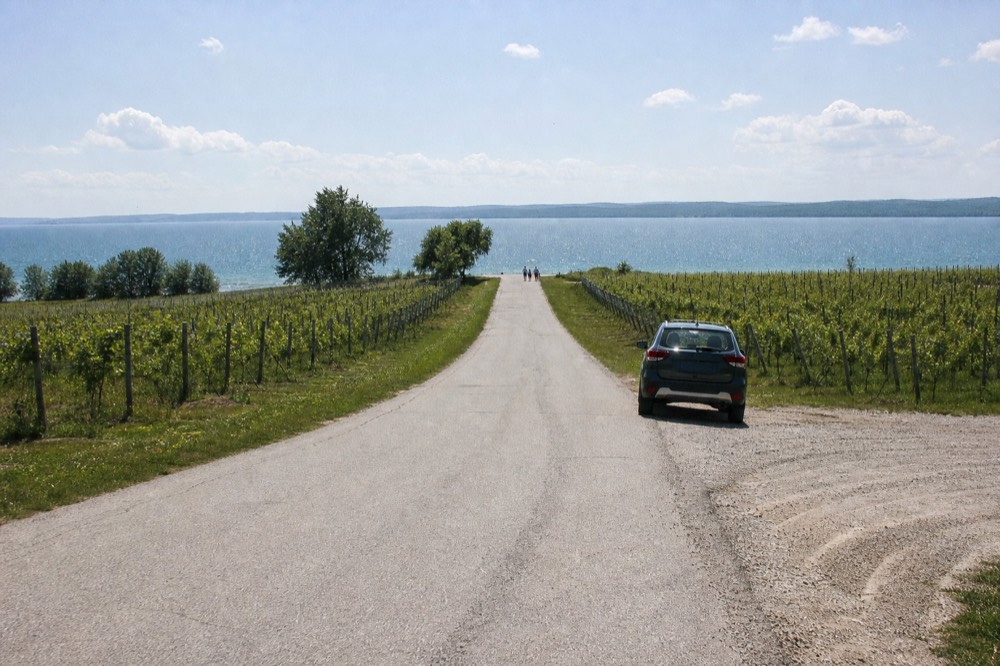 A narrow peninsula road running between vineyard rows toward open water