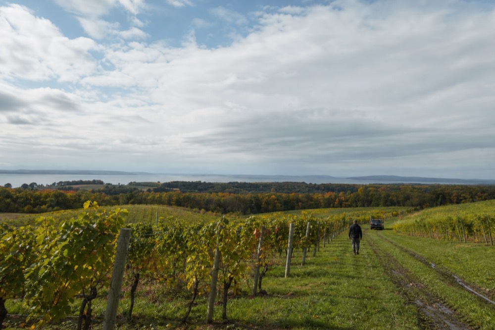 Vineyard rows with early autumn colour under a wide sky near Traverse City