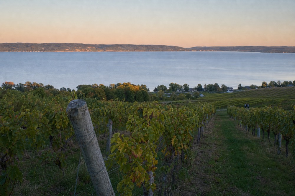 Golden evening light on vineyard rows and a distant peninsula across the bay