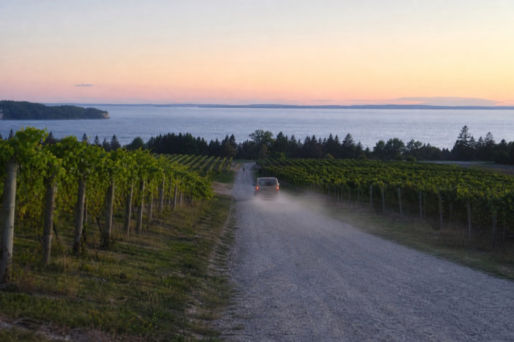 A country road on a peninsula at dusk with vines on both sides
