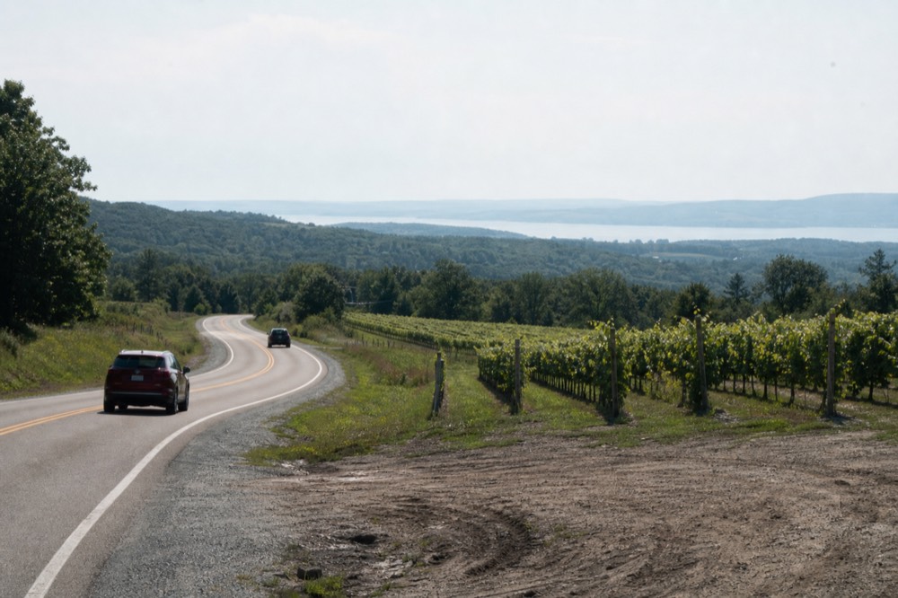 A two-lane country road curving between vineyards with no sidewalk