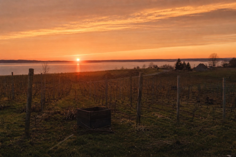 The sun setting over a peninsula shoreline with vines in silhouette