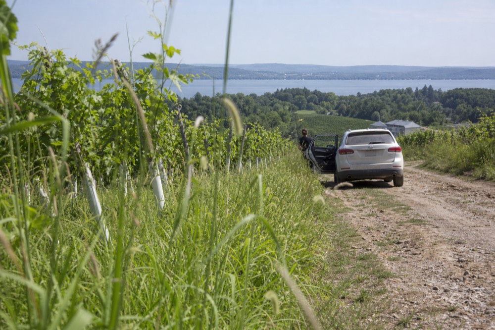A small SUV parked on a gravel lane between vineyard rows on a peninsula