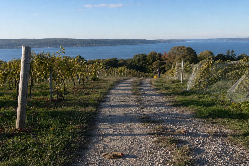 A vineyard lane on a narrow peninsula with water visible on both sides