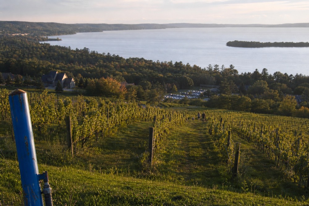 Vineyard rows on a Leelanau hillside sloping toward the bay