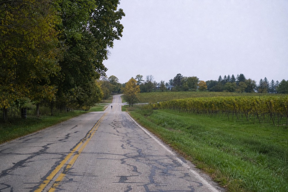 A quiet two-lane road curving past a peninsula vineyard at midday