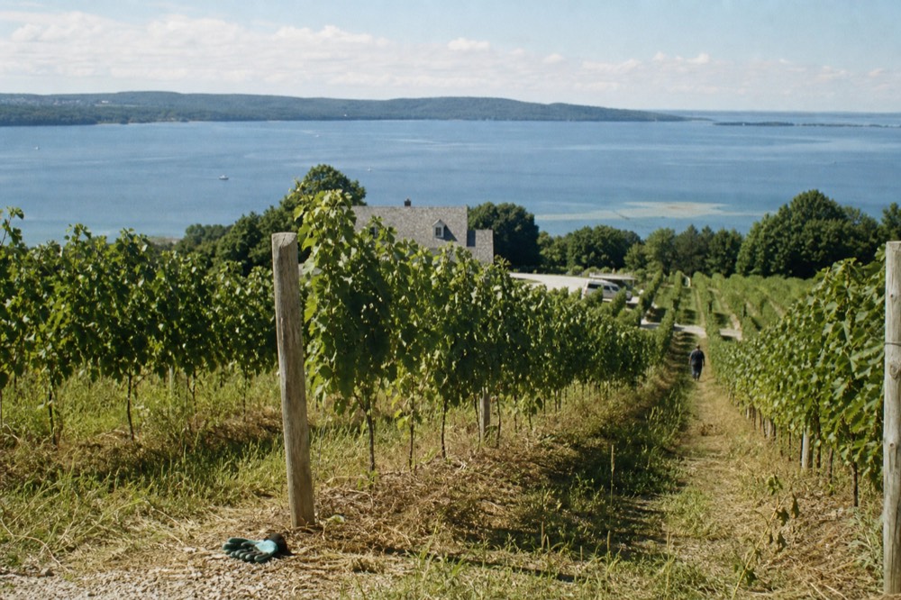 Hillside vineyard above Suttons Bay with rows running down toward water
