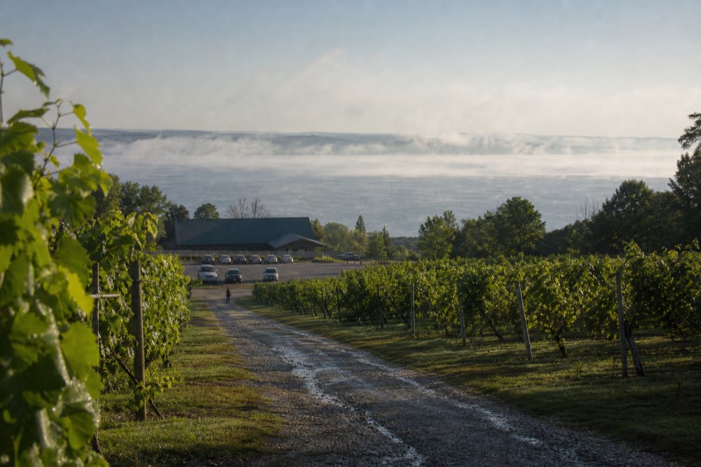 Morning light across East Grand Traverse Bay from a vineyard slope