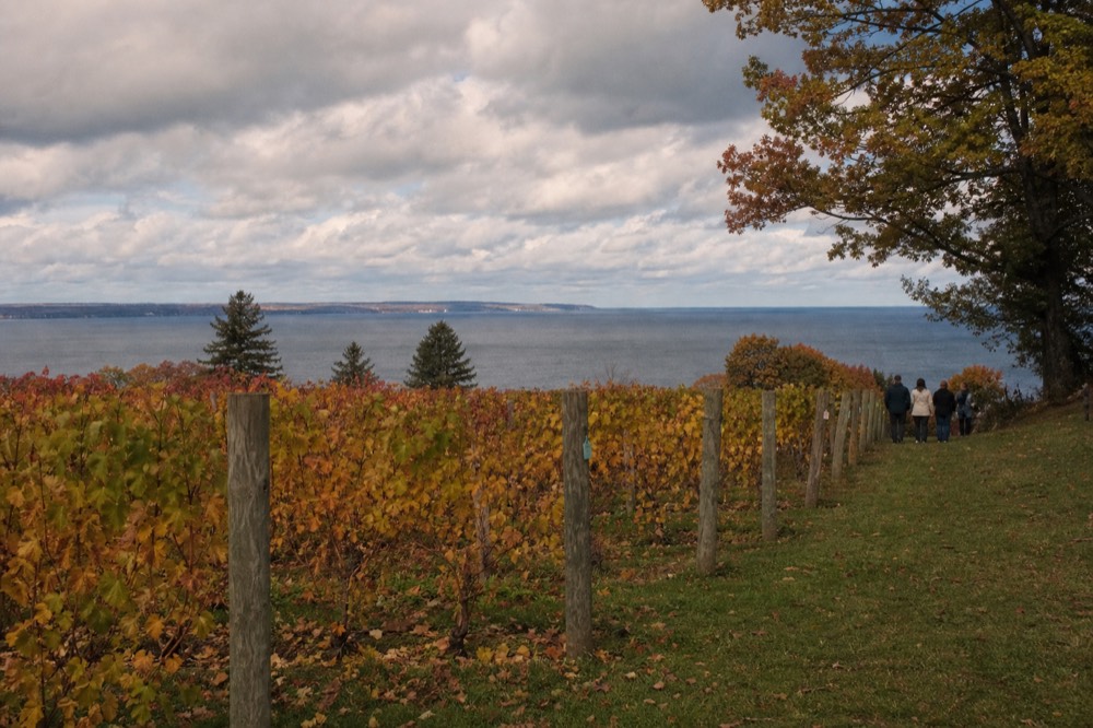 Vineyard rows and bay water in October color