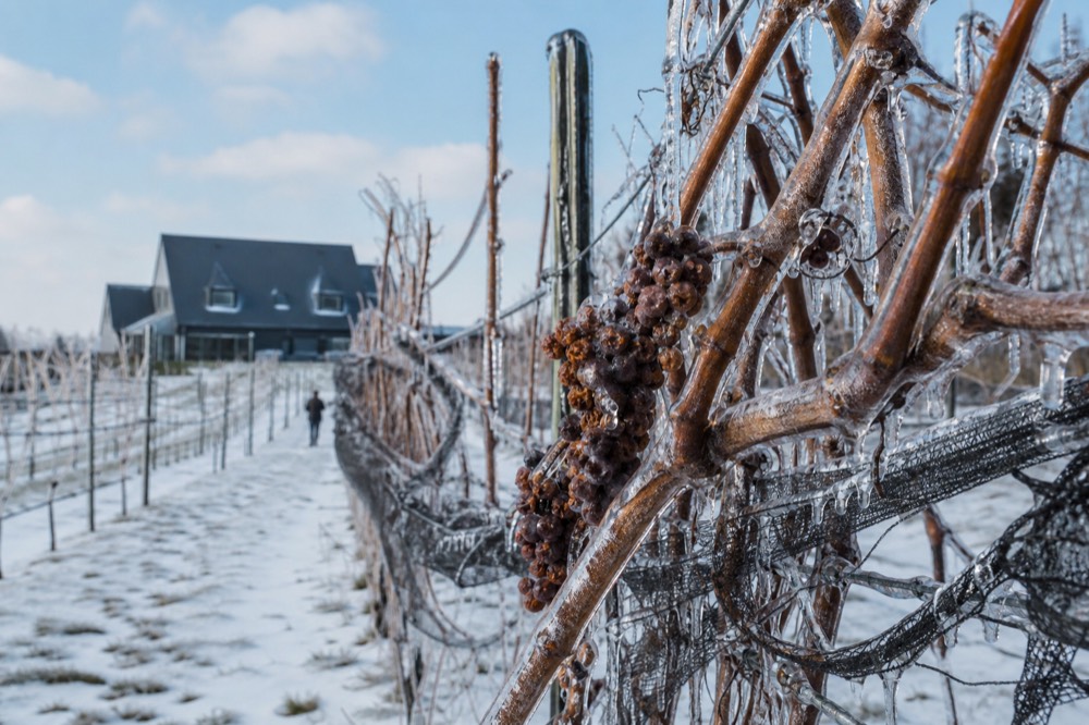 Frozen grape clusters hanging on bare winter vines